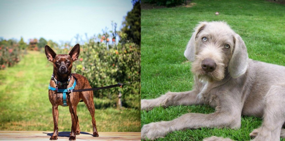 Slovakian Rough Haired Pointer vs Bospin - Breed Comparison