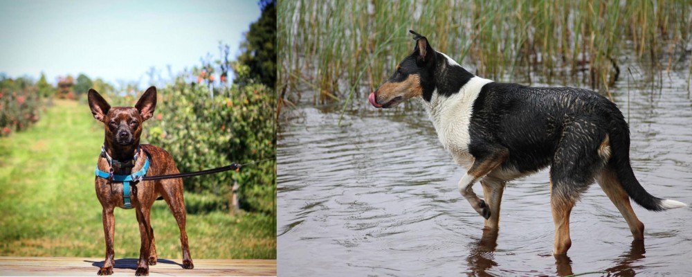 Smooth Collie vs Bospin - Breed Comparison