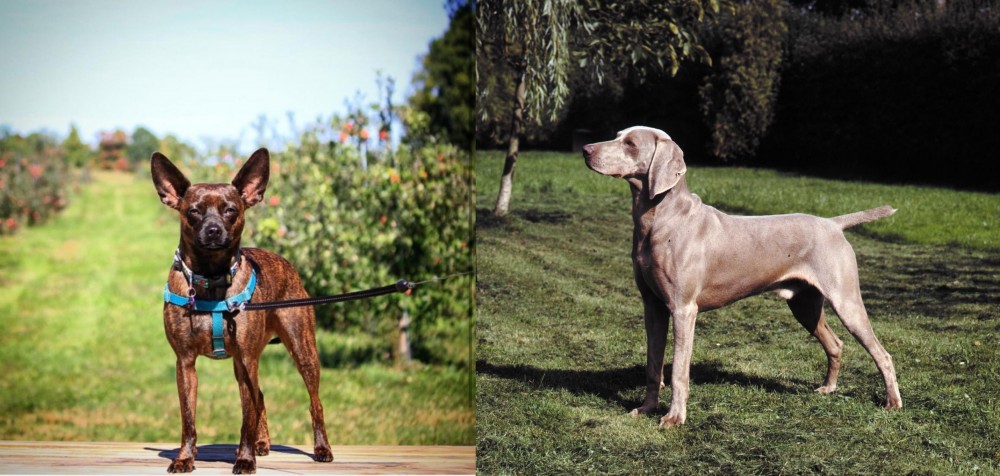 Smooth Haired Weimaraner vs Bospin - Breed Comparison