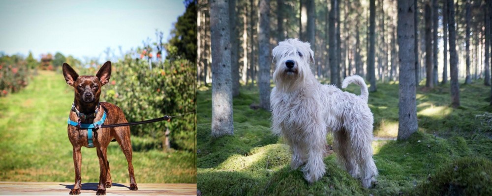 Soft-Coated Wheaten Terrier vs Bospin - Breed Comparison