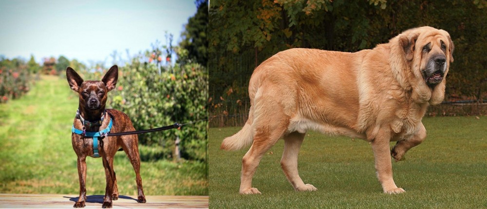 Spanish Mastiff vs Bospin - Breed Comparison