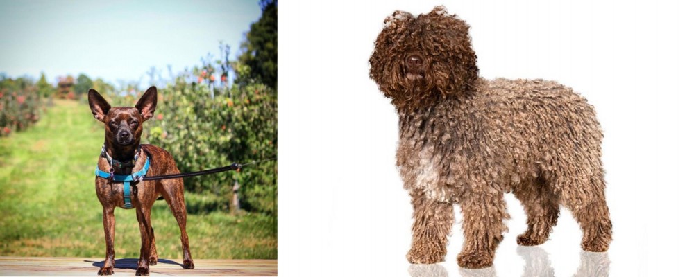 Spanish Water Dog vs Bospin - Breed Comparison
