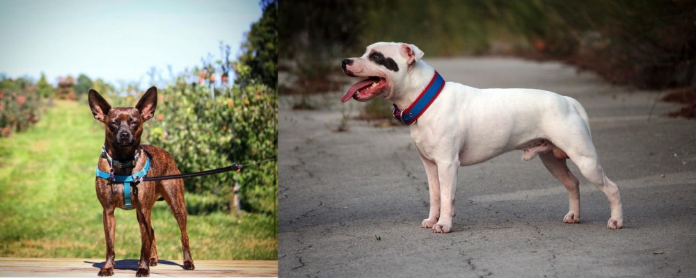 Staffordshire Bull Terrier vs Bospin - Breed Comparison
