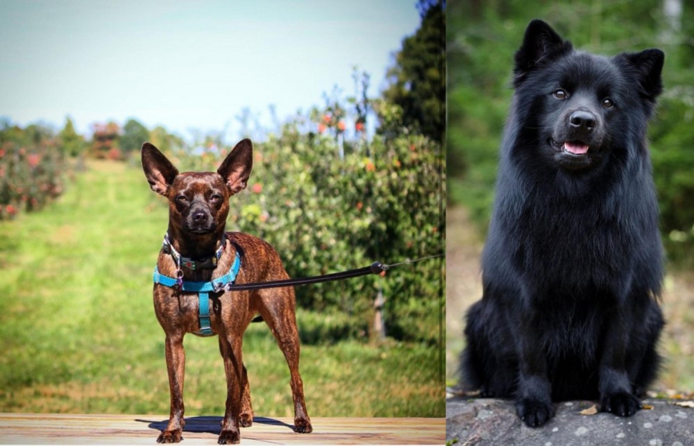 Swedish Lapphund vs Bospin - Breed Comparison