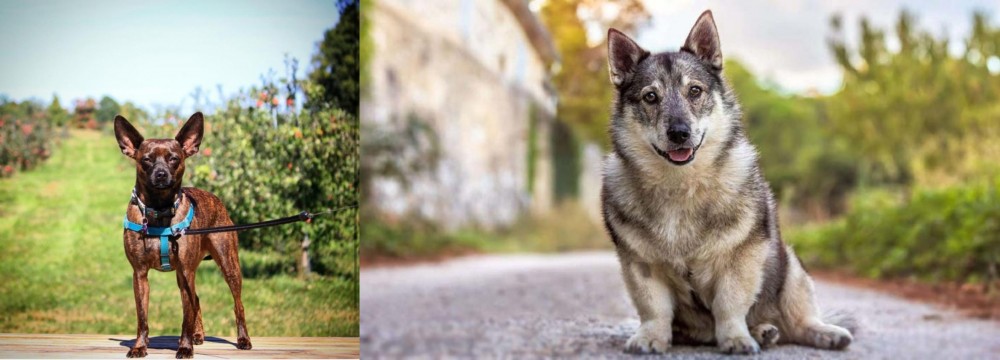 Swedish Vallhund vs Bospin - Breed Comparison