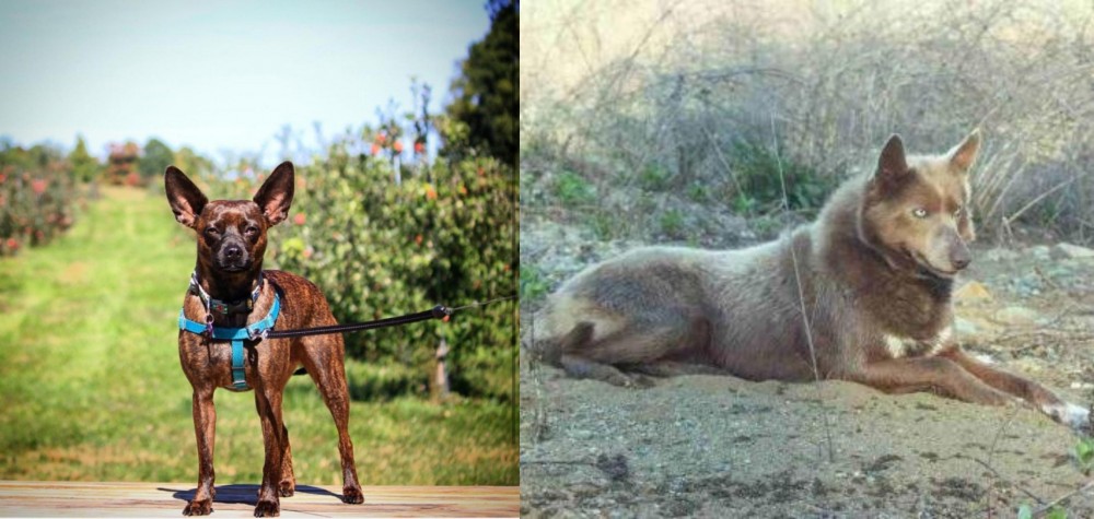 Tahltan Bear Dog vs Bospin - Breed Comparison