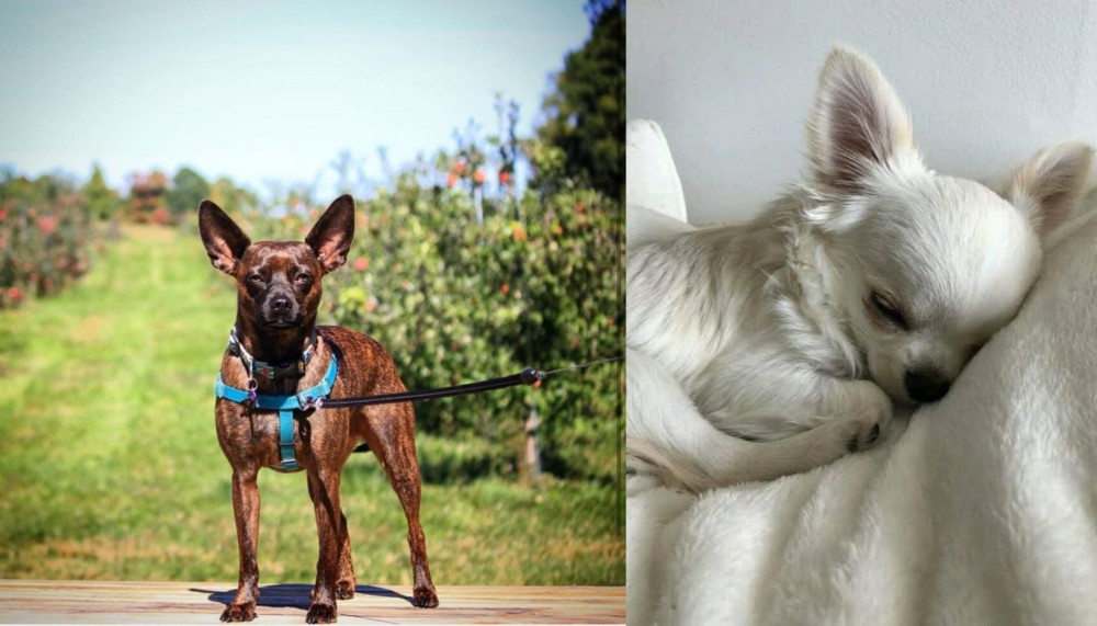 Tea Cup Chihuahua vs Bospin - Breed Comparison
