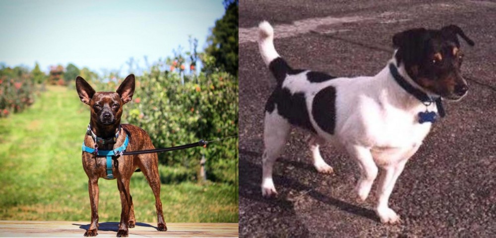 Teddy Roosevelt Terrier vs Bospin - Breed Comparison