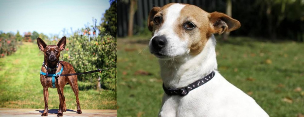 Tenterfield Terrier vs Bospin - Breed Comparison