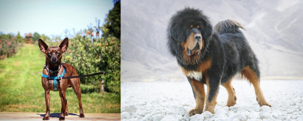 Tibetan Mastiff vs Bospin - Breed Comparison