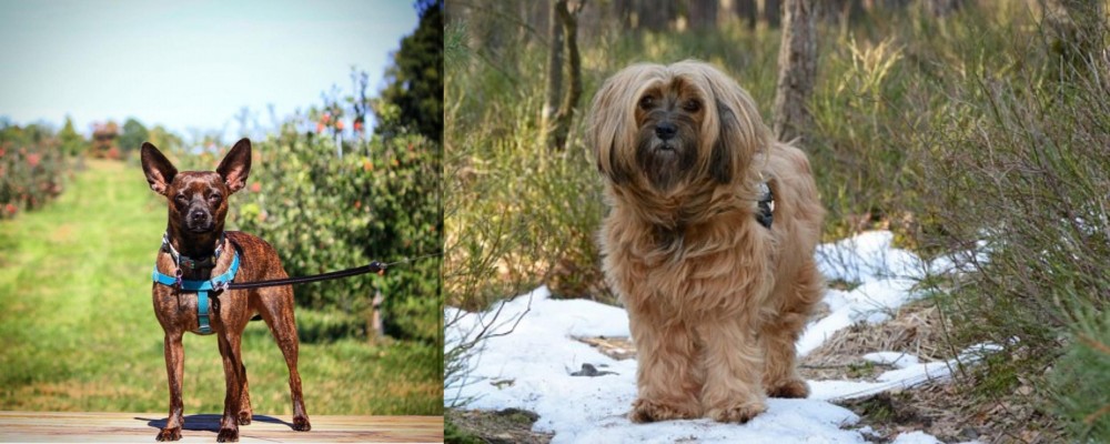 Tibetan Terrier vs Bospin - Breed Comparison