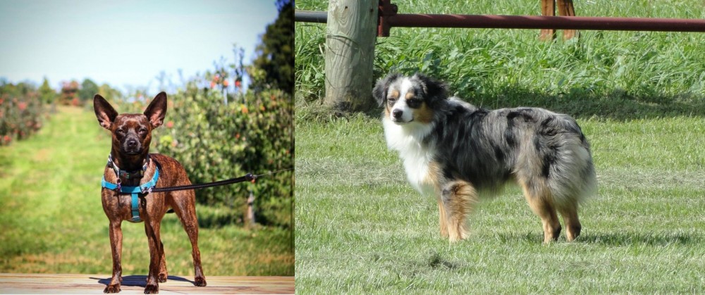 Toy Australian Shepherd vs Bospin - Breed Comparison