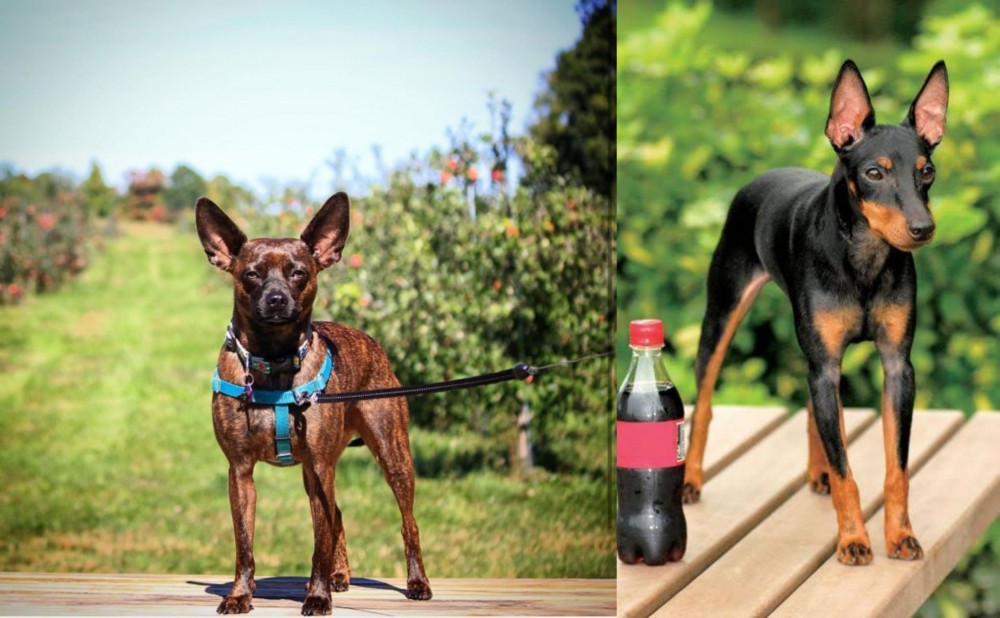 Toy Manchester Terrier vs Bospin - Breed Comparison