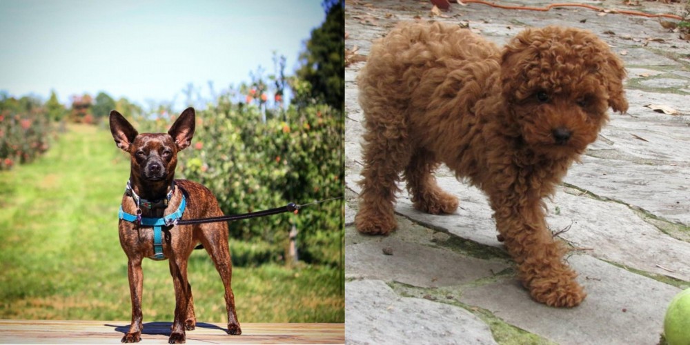 Toy Poodle vs Bospin - Breed Comparison