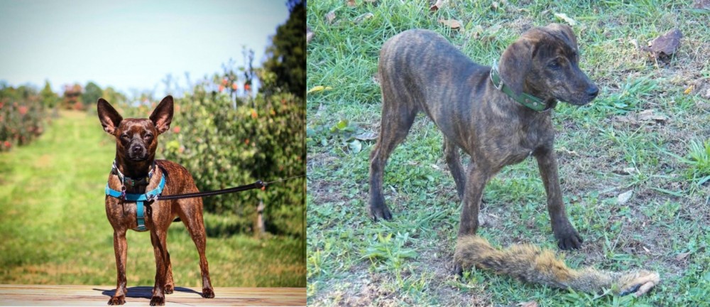 Treeing Cur vs Bospin - Breed Comparison