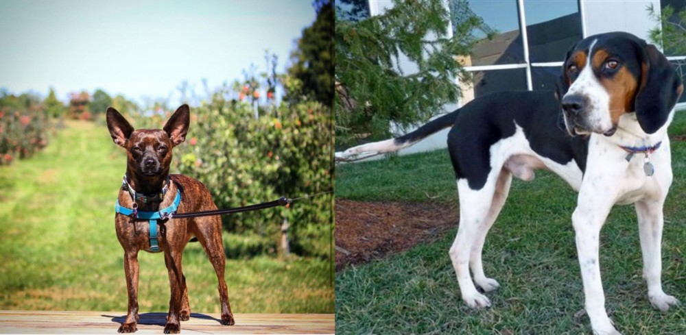 Treeing Walker Coonhound vs Bospin - Breed Comparison