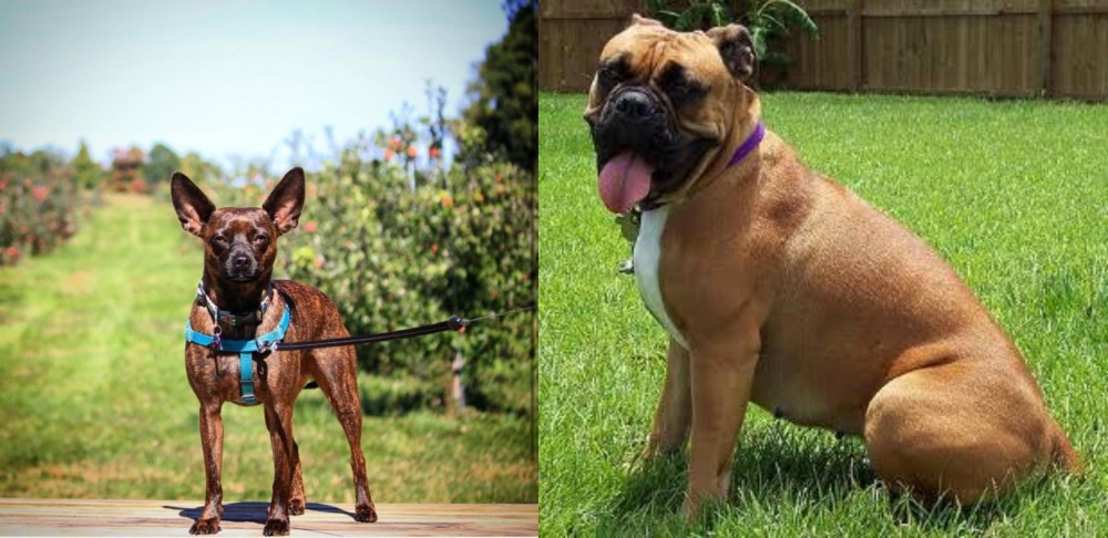 Valley Bulldog vs Bospin - Breed Comparison