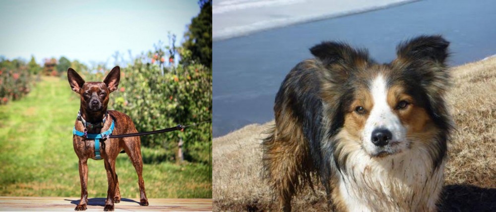 Welsh Sheepdog vs Bospin - Breed Comparison