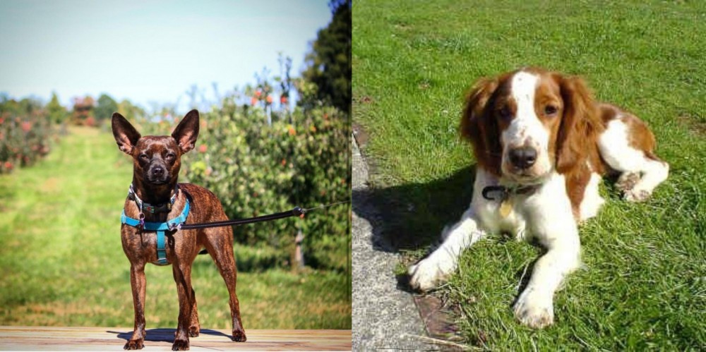 Welsh Springer Spaniel vs Bospin - Breed Comparison