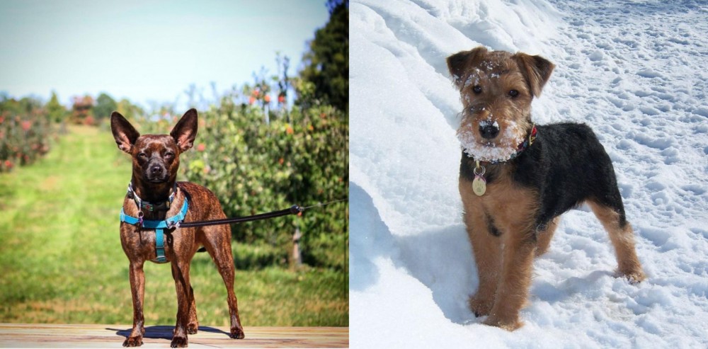Welsh Terrier vs Bospin - Breed Comparison