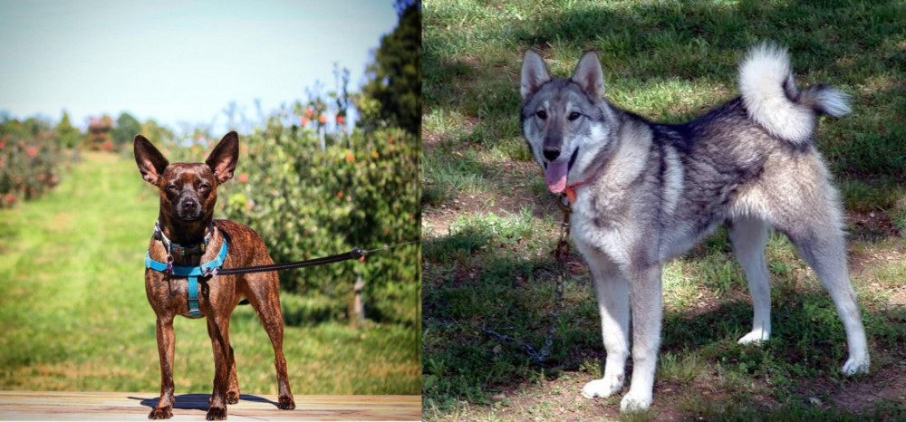 West Siberian Laika vs Bospin - Breed Comparison