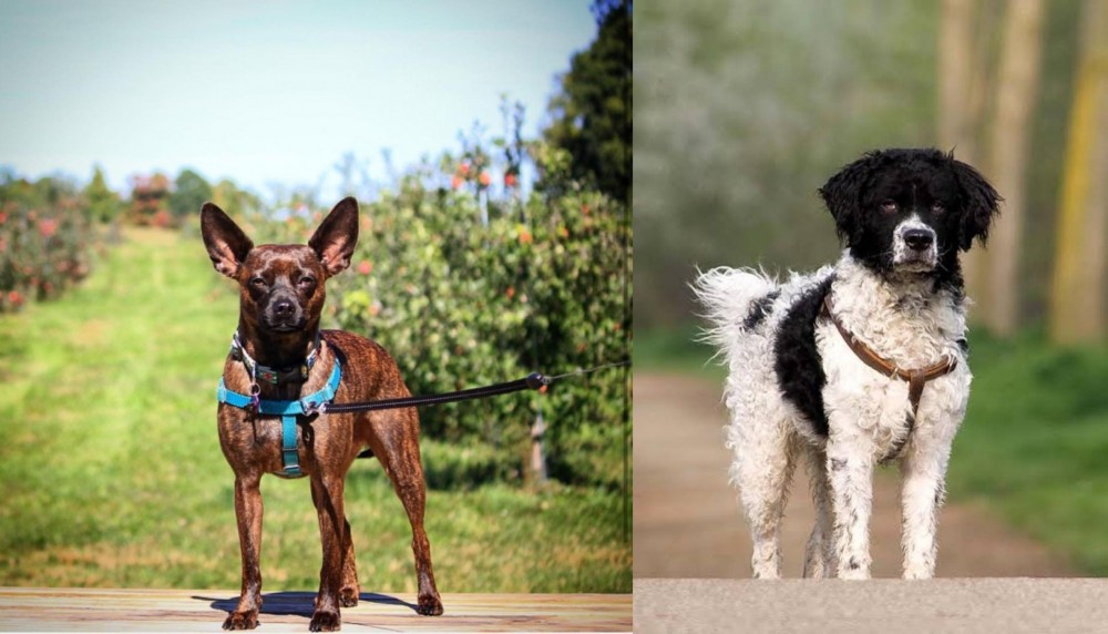 Wetterhoun vs Bospin - Breed Comparison