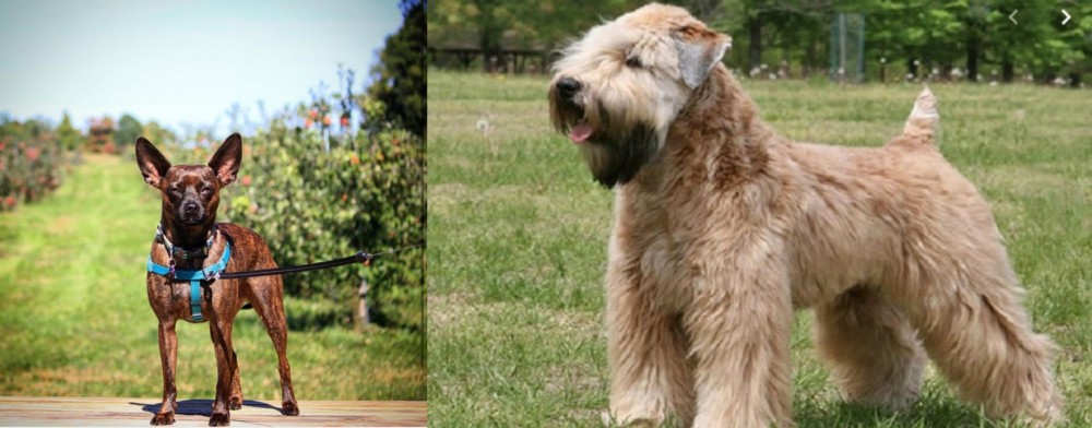 Wheaten Terrier vs Bospin - Breed Comparison