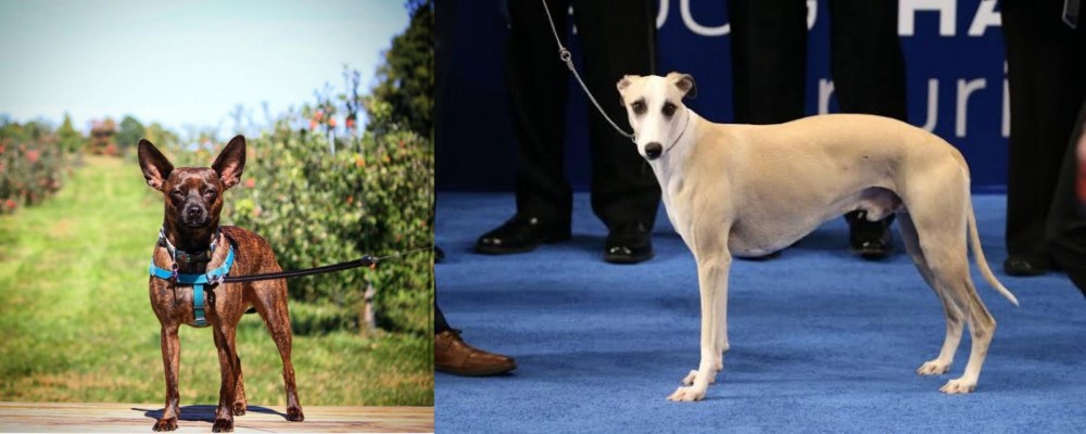 Whippet vs Bospin - Breed Comparison