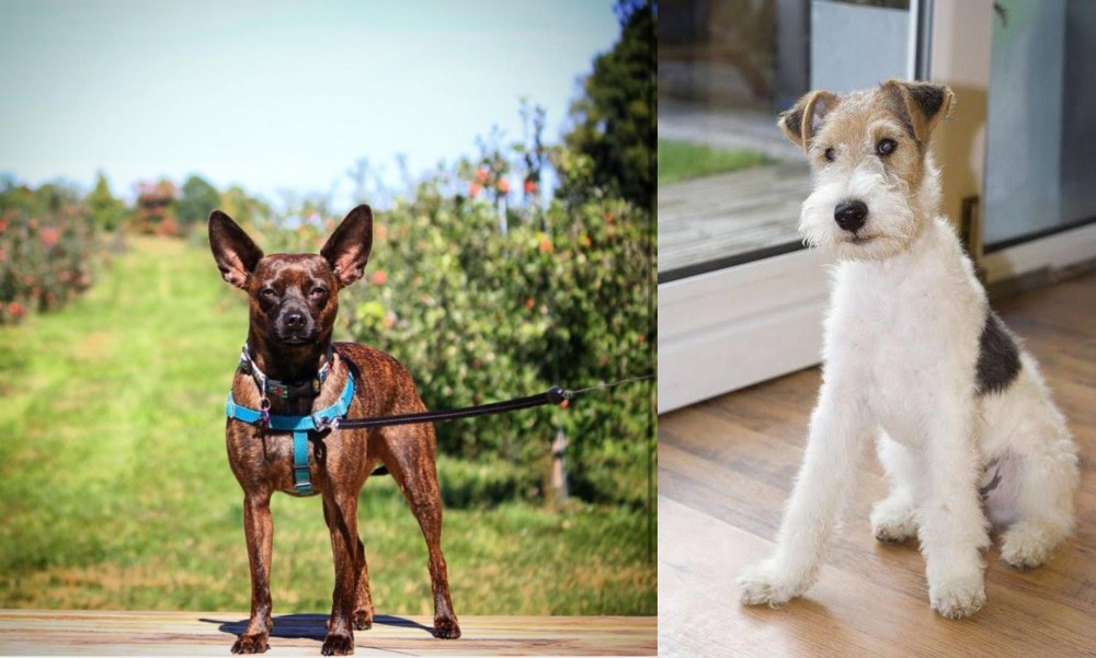 Wire Fox Terrier vs Bospin - Breed Comparison
