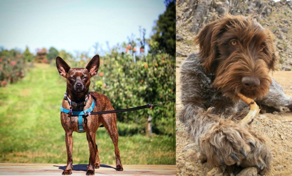Wirehaired Pointing Griffon vs Bospin - Breed Comparison