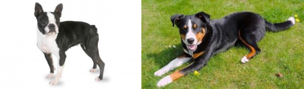 Appenzell Mountain Dog vs Boston Terrier - Breed Comparison