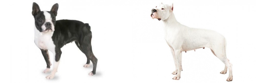 Argentine Dogo vs Boston Terrier - Breed Comparison
