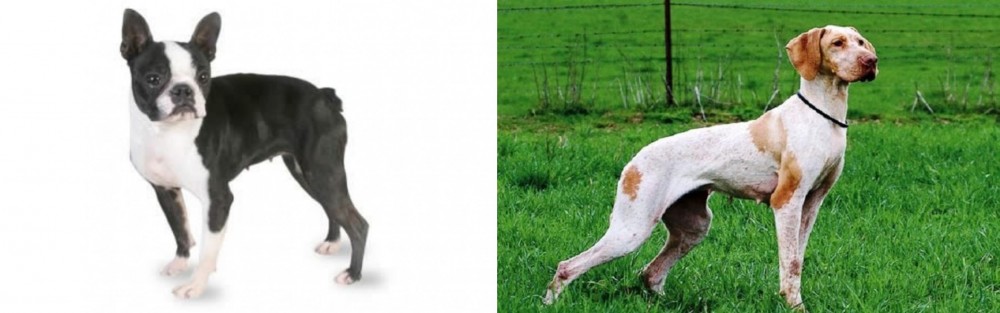 Ariege Pointer vs Boston Terrier - Breed Comparison
