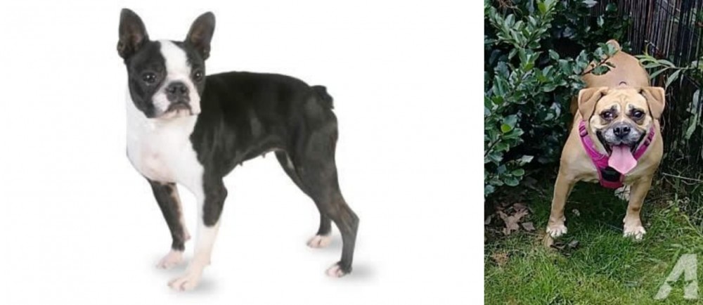 Beabull vs Boston Terrier - Breed Comparison