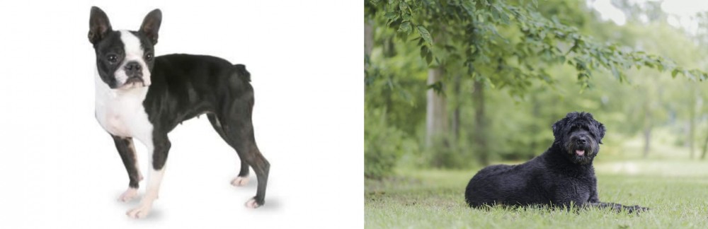 Bouvier des Flandres vs Boston Terrier - Breed Comparison