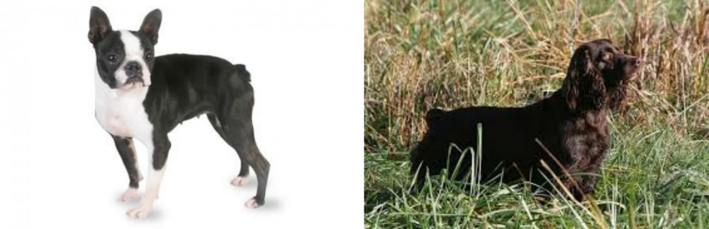 Boykin Spaniel vs Boston Terrier - Breed Comparison
