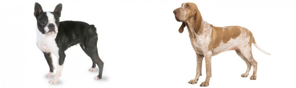 Bracco Italiano vs Boston Terrier - Breed Comparison