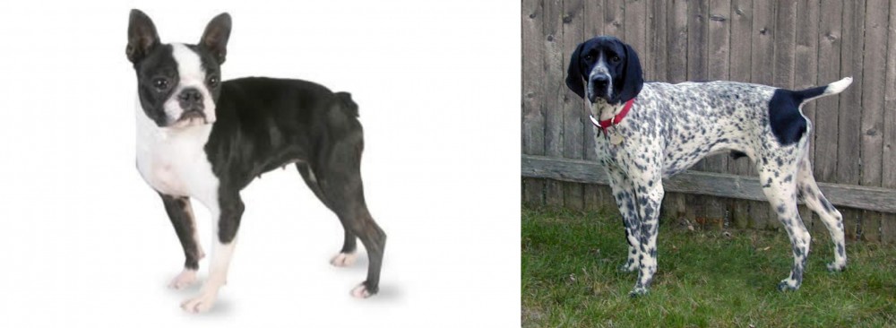 Braque d'Auvergne vs Boston Terrier - Breed Comparison