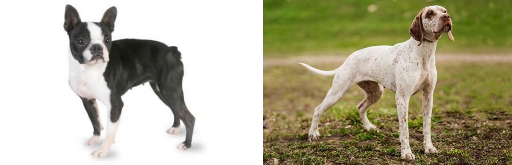 Braque du Bourbonnais vs Boston Terrier - Breed Comparison