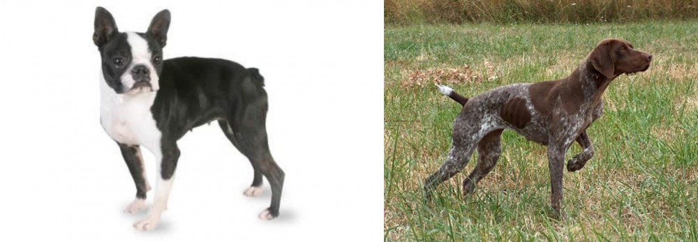 Braque Francais vs Boston Terrier - Breed Comparison