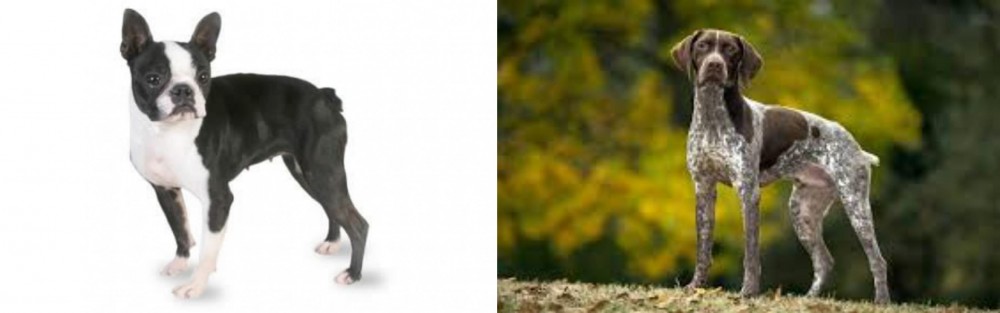 Braque Francais (Gascogne Type) vs Boston Terrier - Breed Comparison