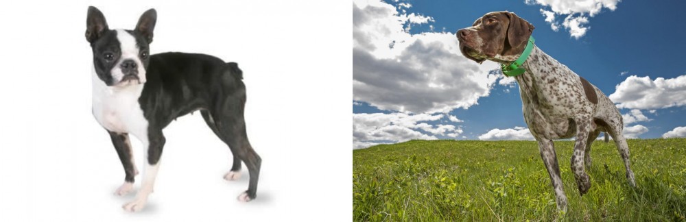 Braque Francais (Pyrenean Type) vs Boston Terrier - Breed Comparison