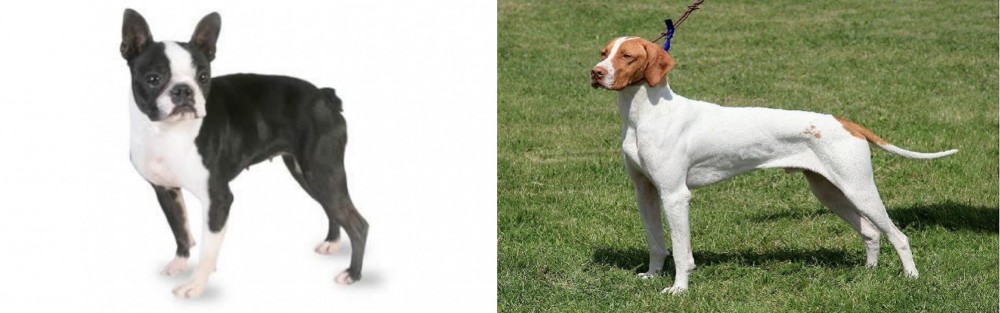 Braque Saint-Germain vs Boston Terrier - Breed Comparison