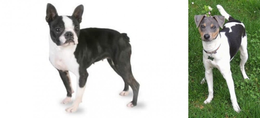 Brazilian Terrier vs Boston Terrier - Breed Comparison