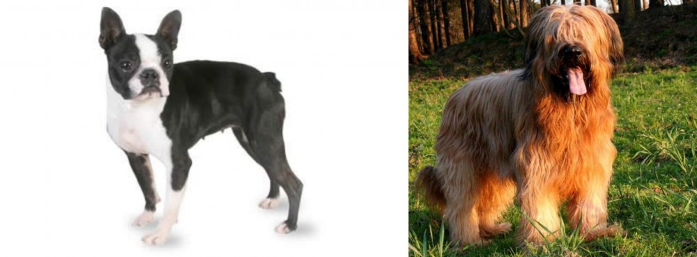 Briard vs Boston Terrier - Breed Comparison