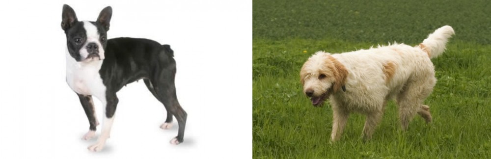 Briquet Griffon Vendeen vs Boston Terrier - Breed Comparison