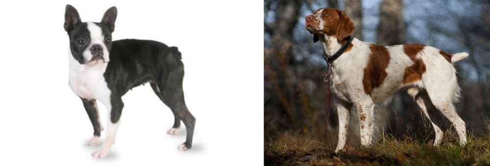 Brittany vs Boston Terrier - Breed Comparison