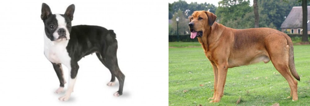 Broholmer vs Boston Terrier - Breed Comparison