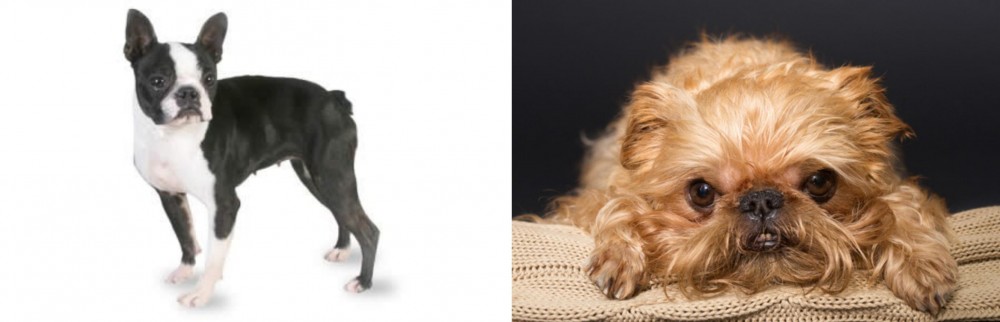 Brug vs Boston Terrier - Breed Comparison