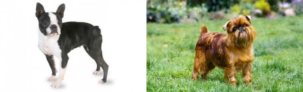 Brussels Griffon vs Boston Terrier - Breed Comparison